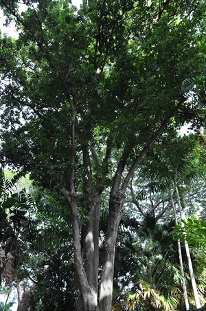 Tree habit