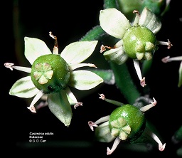 Casimiroa edulis