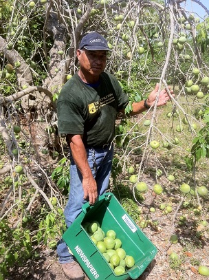 White sapote trees at Fairchild full of fruit, more often times break branches with their weight.