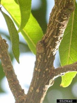 White Sapote (Casimiroa edulis cv. White Sapote) Second - third year twig