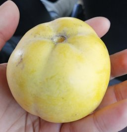 White Sapote, Casimiroa edulis, República Dominicana