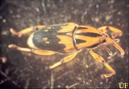 Silky Cane Weevil Adult