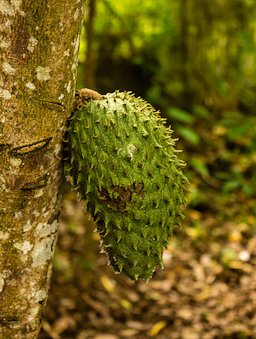 Fruit grows on trunk and branches