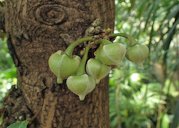 Annona muricata in Alter Botanischer Garten der Universität Göttingen