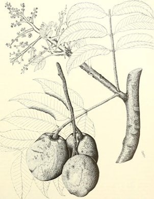 Jobo de la India, ambarella, Spondias dulcis Parkinson