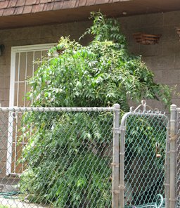 Spondias mombin (habit), Wailuku, Maui, Hawai'i