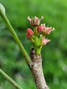 Red Mombin, Spondias purpurea, Guyane française