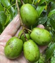 Ambarella Spondias dulcis, Māhina, French Polynesia