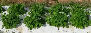 Alpine strawberry plants