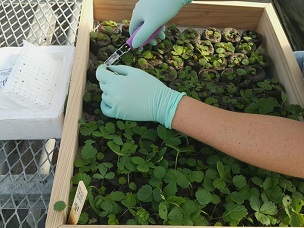 One tiny leaf disc from each seedling is collected for rapid DNA extraction.