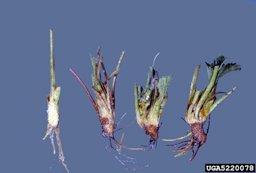 Anthracnose (Colletotrichum fragariae)