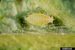 Strawberry aphid (Chaetosiphon fragaefolii)