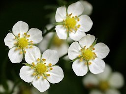 Fragaria x ananassa flowers