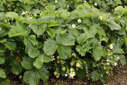 Fragaria x ananassa habit