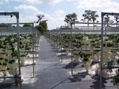 Strawberry hydroponic farm, Bradenton, Fl.