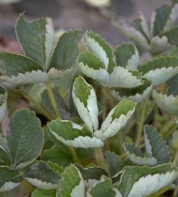 Powdery mildew caused by Podosphaera aphanis