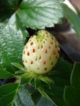 Fragaria x ananassa (Cultivated strawberry). Fruit Makawao, Maui, Hawaii