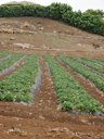 Fragaria x ananassa (Cultivated strawberry). Cultivated farm at Pulehu, Maui, Hawaii