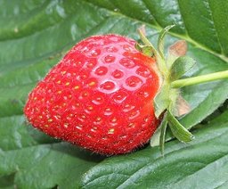 Fragaria x ananassa Duchesne ex Rozier