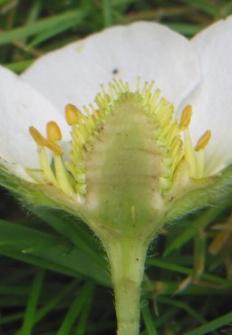 Strawberry flower