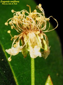 Detail of Eugenia uniflora flower