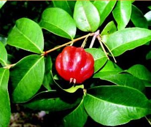 Surinam cherry