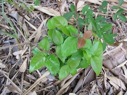 Eugenia uniflora (Surinam cherry, pitanga) seedling. John Prince Park Lake Worth, Florida