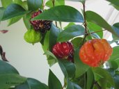 Black variety: different stages of ripeness