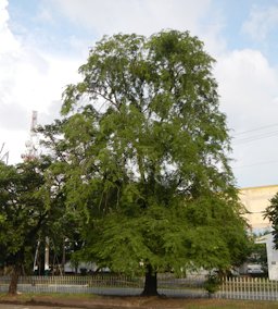 Tamarind Tree