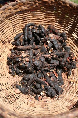 Shelled tamarind pods