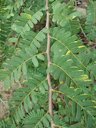 Tamarindus indica (Tamarind). Leaves, Citrus grove Sand Island, Midway Atoll, Hawai'i.