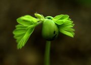 An emerging Tamarind tree seedling. Taken from Kerala, India.