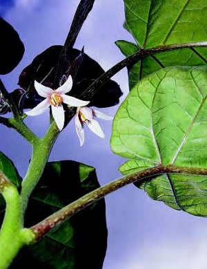 Tree tomato flowers