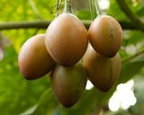 Tree tomato (Cyphomandra betacea)