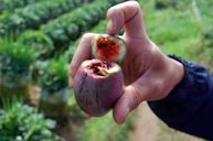 Tamarillo Indonesia