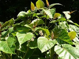 Leaves and flowers