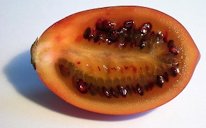 Tamarillo longitidunal section