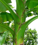 The petiole base of Fei bananas is characteristically frilly.