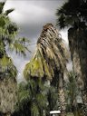 Washingtonia robusta with trunk collapsed on itself due to Thielaviopsis trunk rot