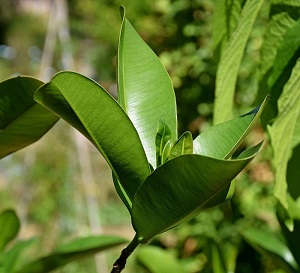 Mammea americana in Jardin des Plantes de Toulouse