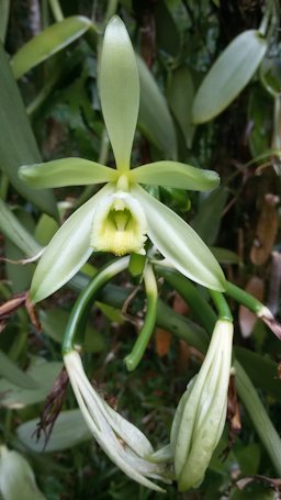 Vanilla planifolia