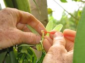 Vanilla planifolia (Vanilla). Flower being hand polinated. Pali o Waipio Huelo, Maui, Hawaii.