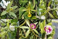 Flowers of the vanilla species growing in southern Florida