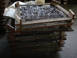 Vanilla fragrans drying on clays, Bras-Panon, La Réunion,