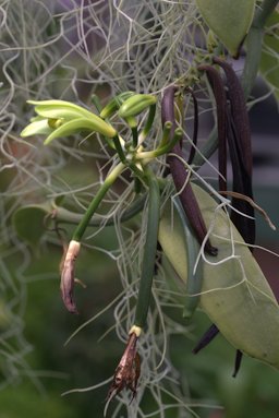 Vanilla planifolia in Gothenburg Botanical Garden 2015