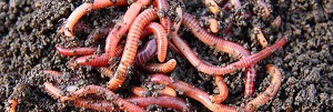 Worms