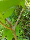 Wax Apple, Syzygium samarangense, Taichung, Taiwan