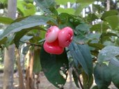 Fruit on tree