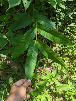 Wax Apple, Syzygium samarangense, Taichung, Taiwan