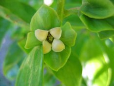 'Yotsumizo' persimmon flower